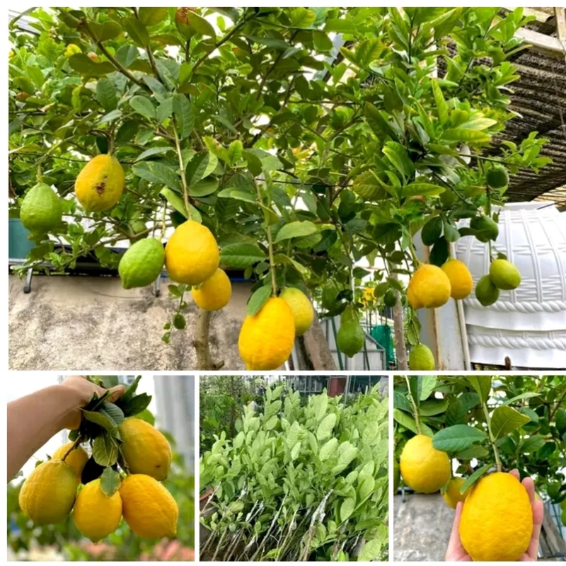 نهال لیمو ترش سنگی