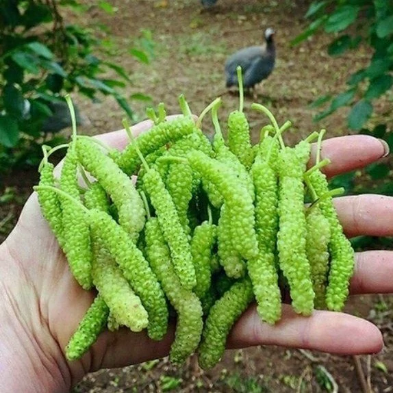 نهال توت موزی