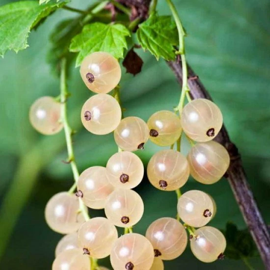 نهال کارنت سفید