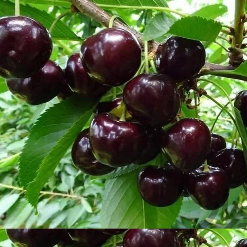 نهال گیلاس سیاه