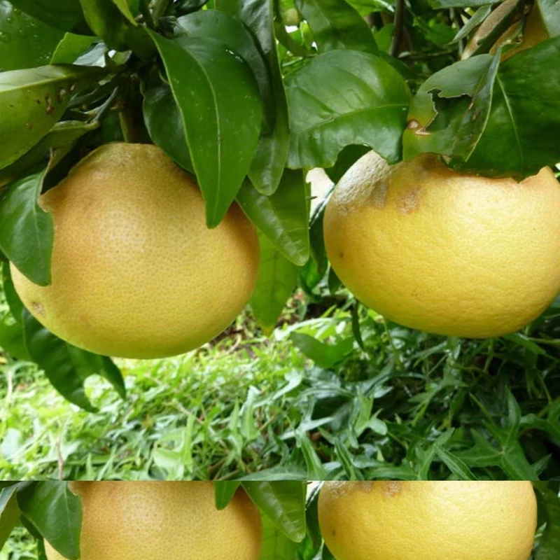 نهال دارابی