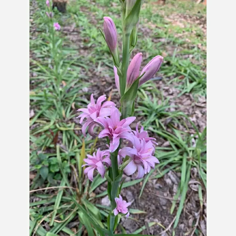 بوته سوسن استوایی بنفش