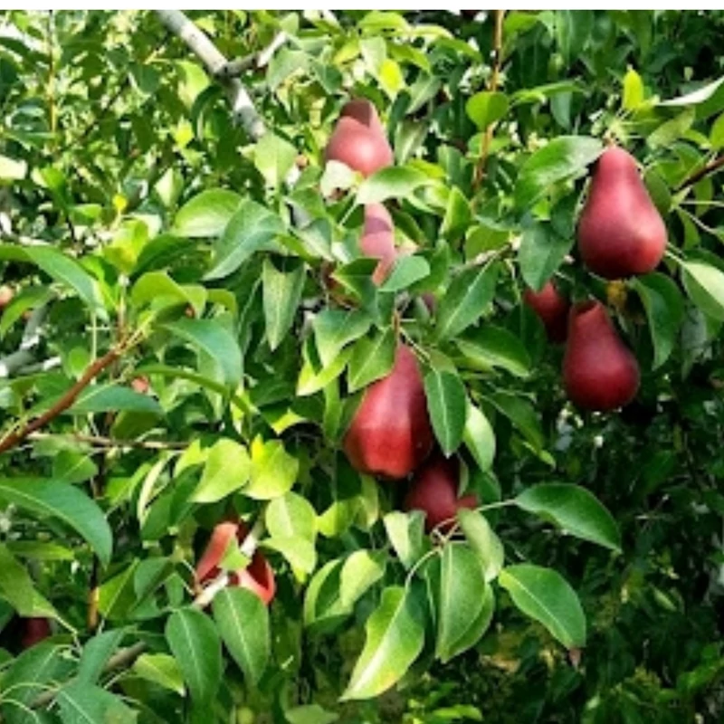 نهال گلابی قرمز