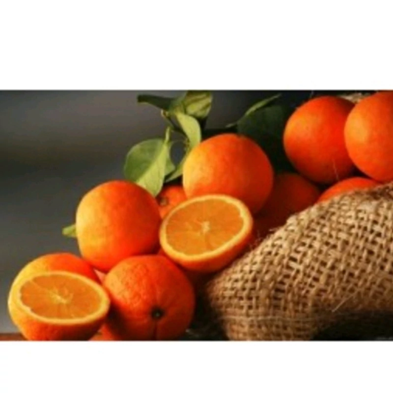نهال بهار نارنج شمالی