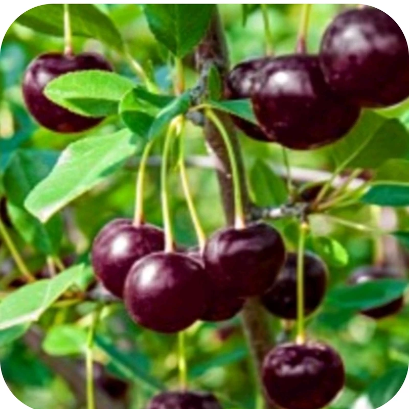 نهال آلبالو اسراییلی