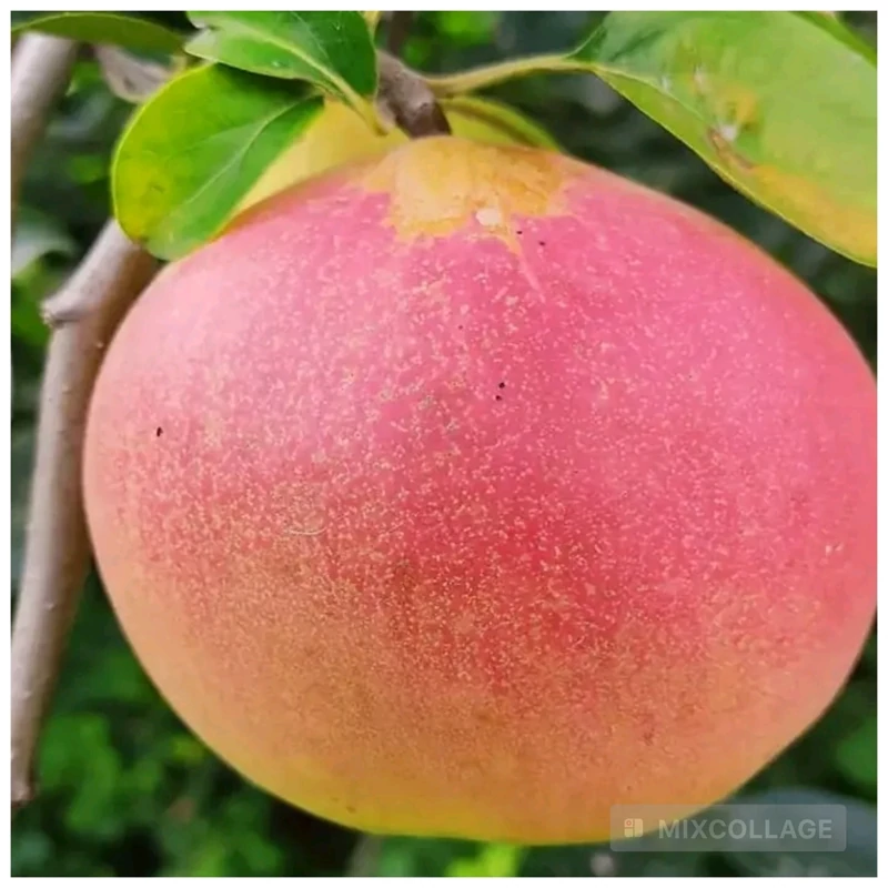 نهال به قرمز کمیاب
