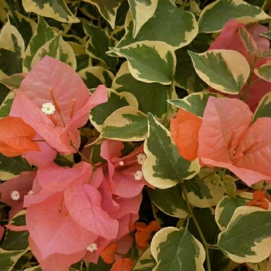 نهال گل کاغذی ابلق نارنجی