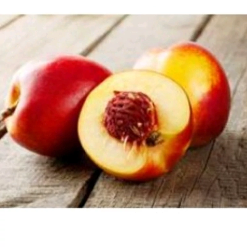 نهال شلیل ژاپنی