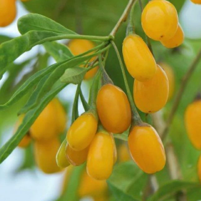 نهال گوجی بری گلدن