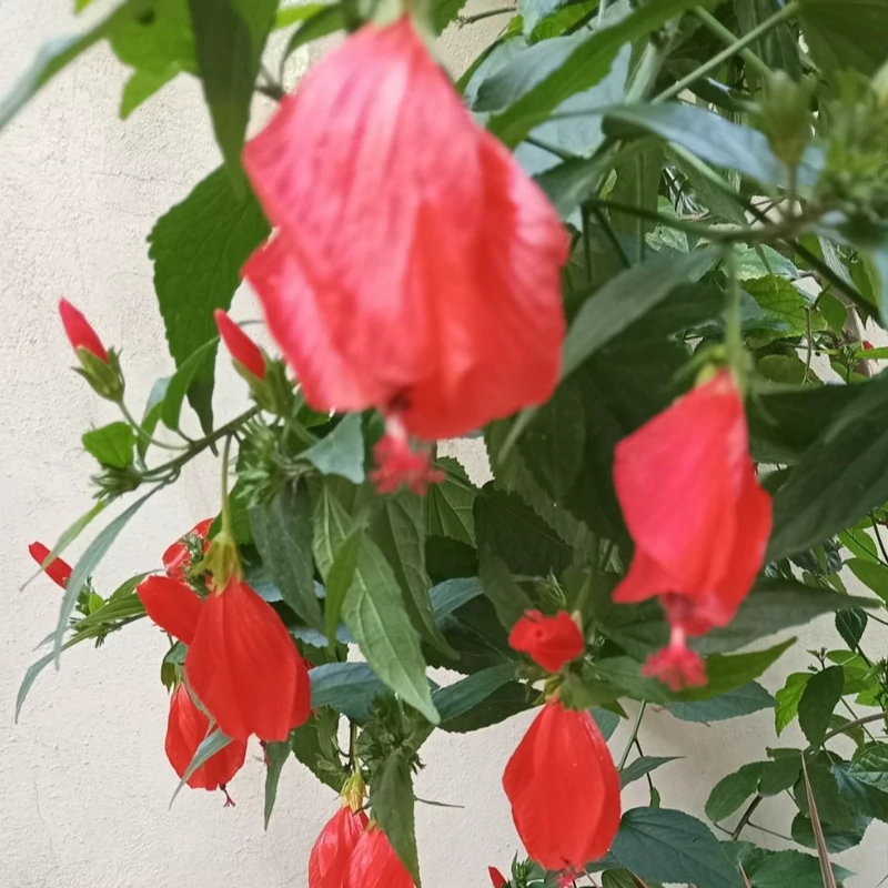 نهال ختمی زنگوله ای