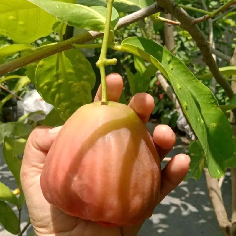 نهال سیب زنگوله ای یکساله