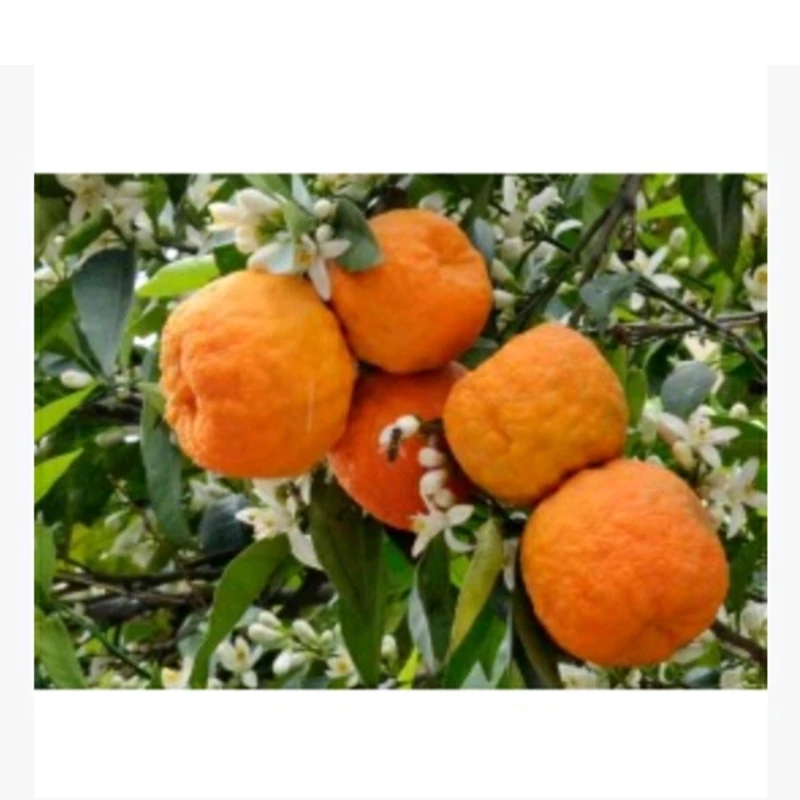 نهال نارنج شیرین چینی
