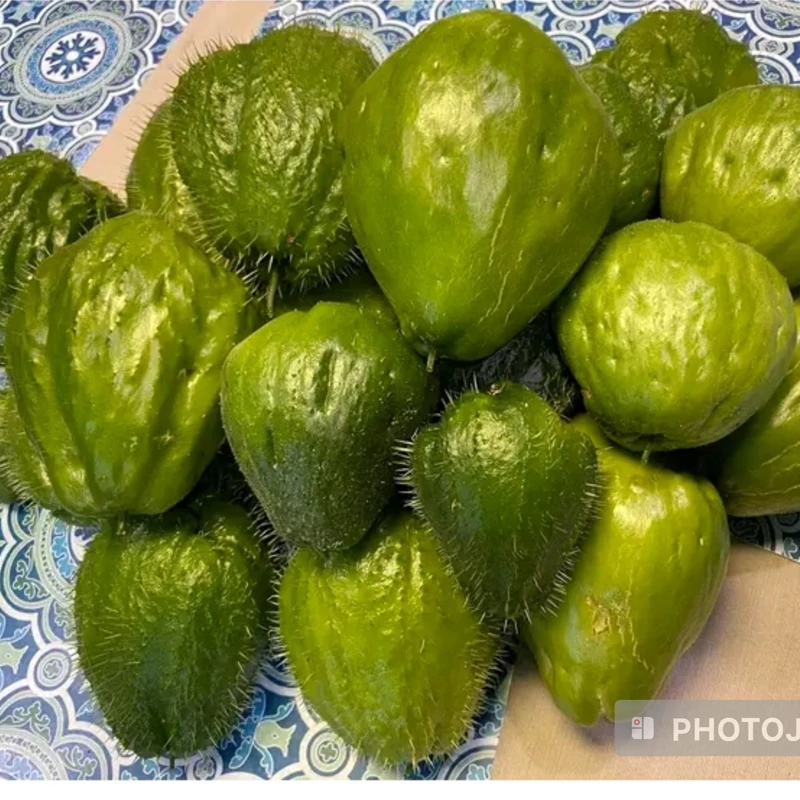 نهال کدو چایوت (کدو دائمی)