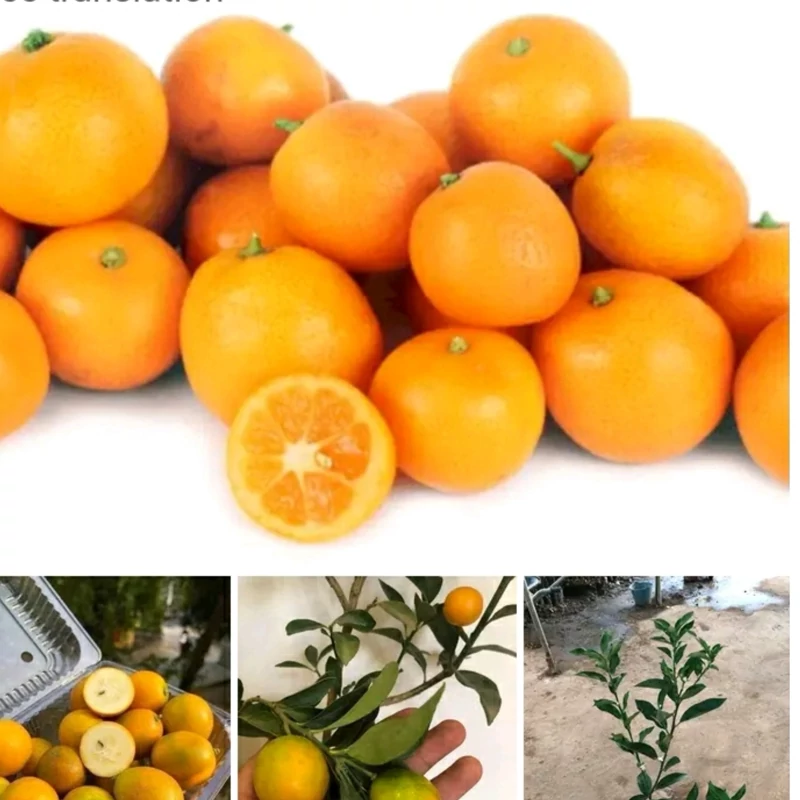 نهال نارنگی زینتی