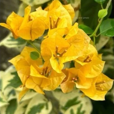 پکیج نهال