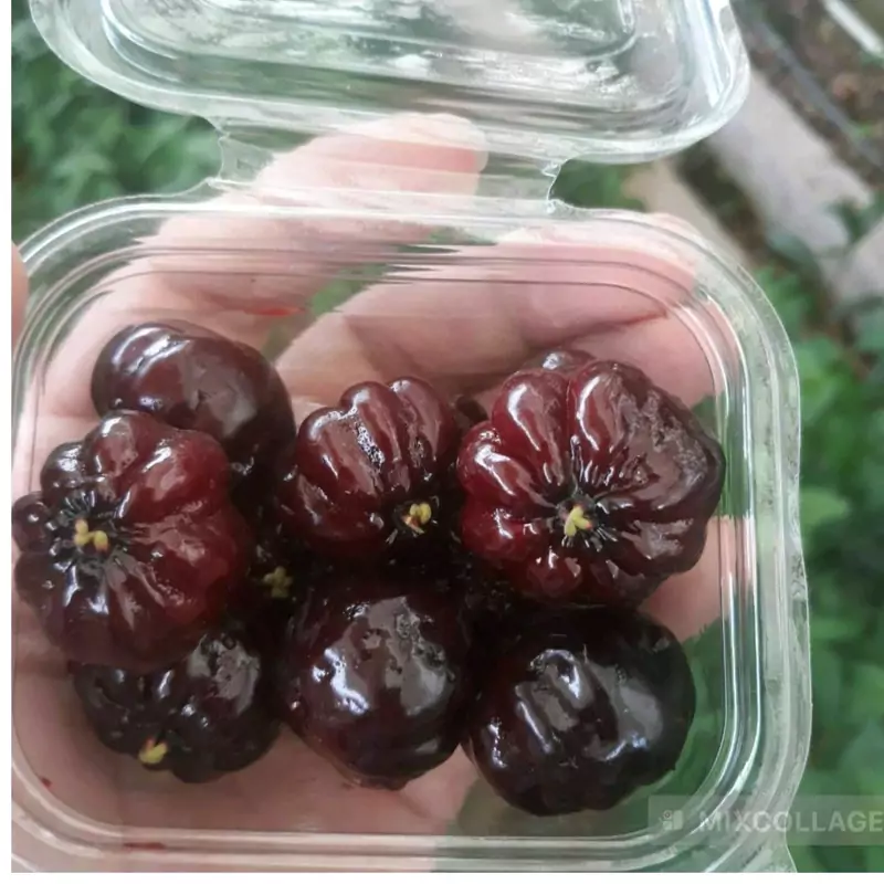 پکیج نهال نخل اریکا . گیلاس سورینام سیاه و موز سردسیر