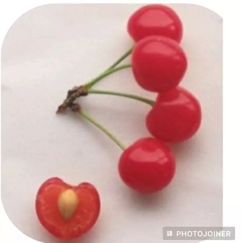 نهال آلبالو گوشواره ای