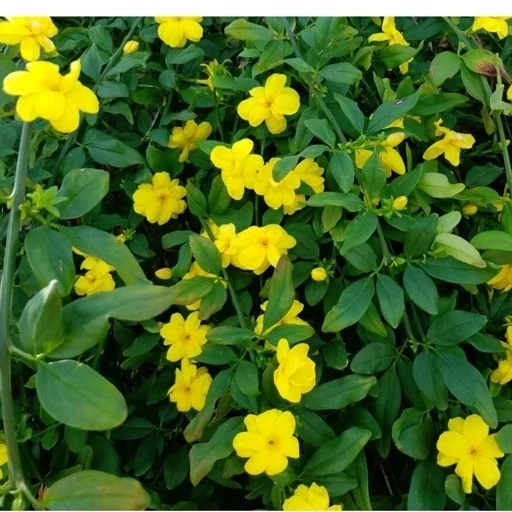نهال یاس شیروانی