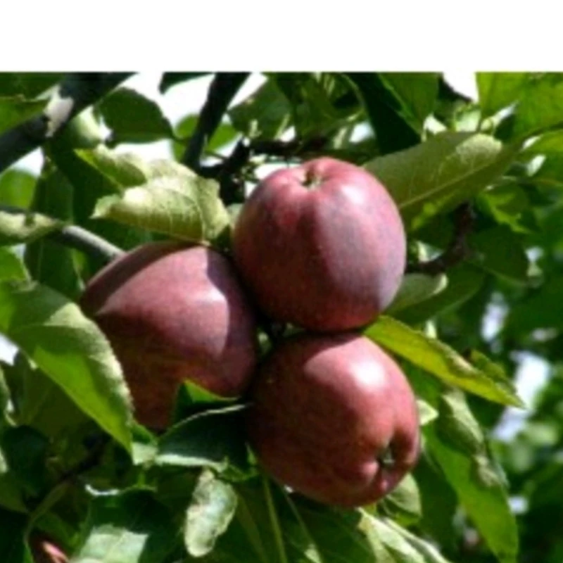 نهال سیب چرومین