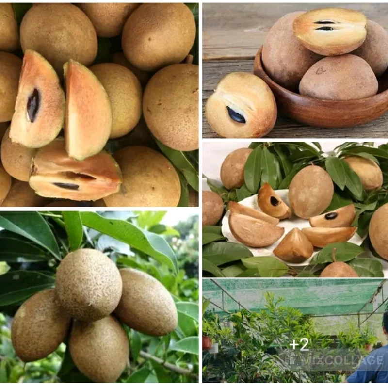 نهال ساپودیلا پیوندی گرمسیری معتدل