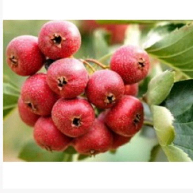 نهال زالزالک قرمز نایاب