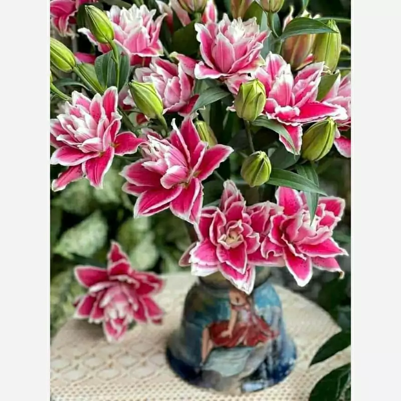 بوته لیلیوم معطر صورتی