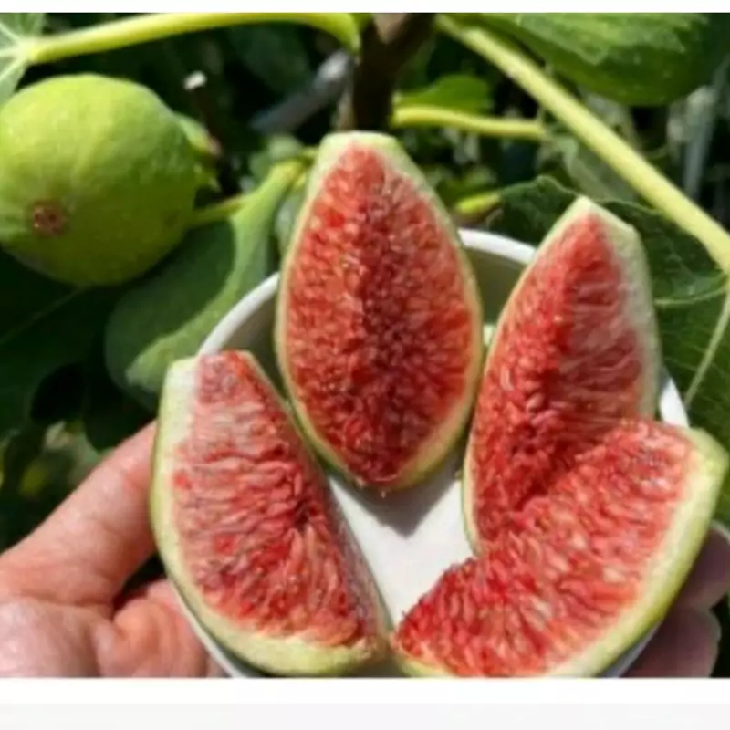 نهال انجیر سبز