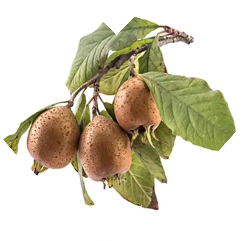 نهال کندس جنگلی عسلی
