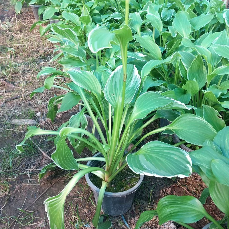 بوته گل هوستا (فضا باز)