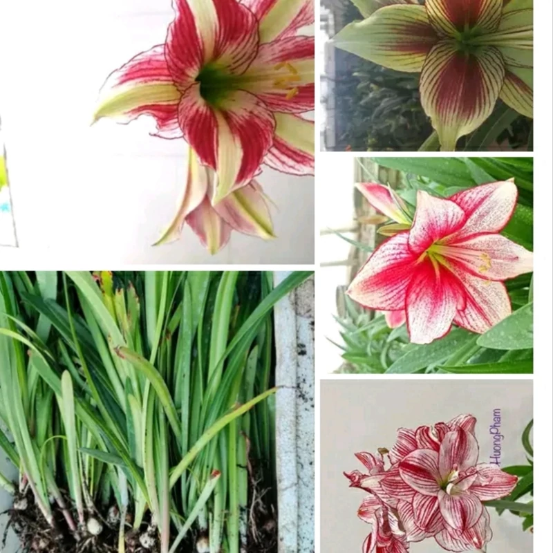 بوته آماریلیس پروانه ای