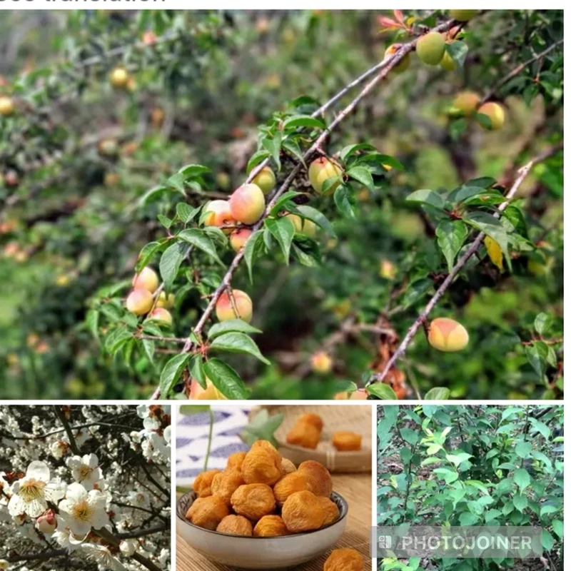 نهال آلو وحشی طلایی