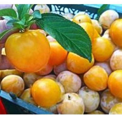 نهال آلو طلایی