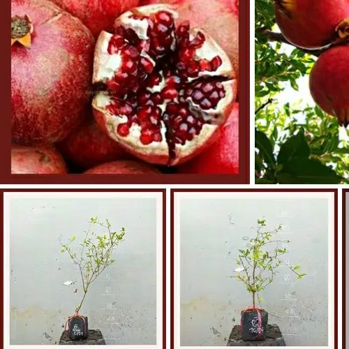 نهال انار ملس هیبرید