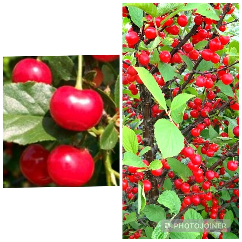 نهال آلبالو مجلسی