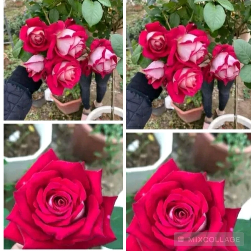 نهال  رز پشت نقره ای