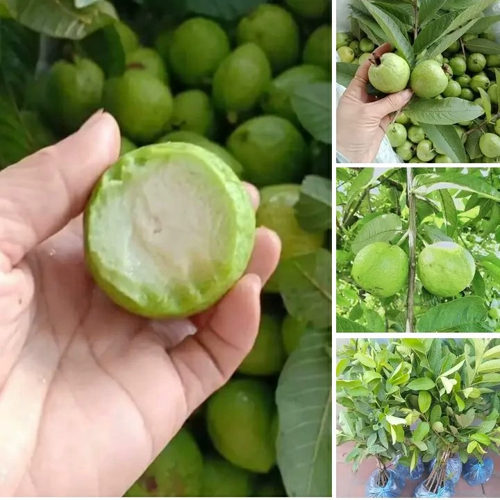 نهال گواوا سیبی ویتنام