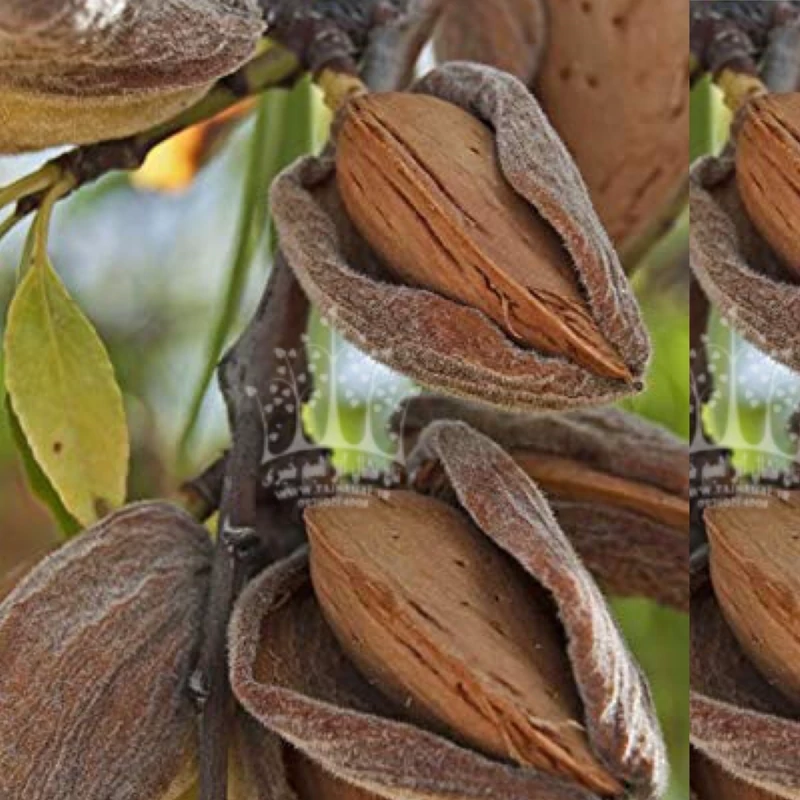 نهال بادام درختی درختی درشت