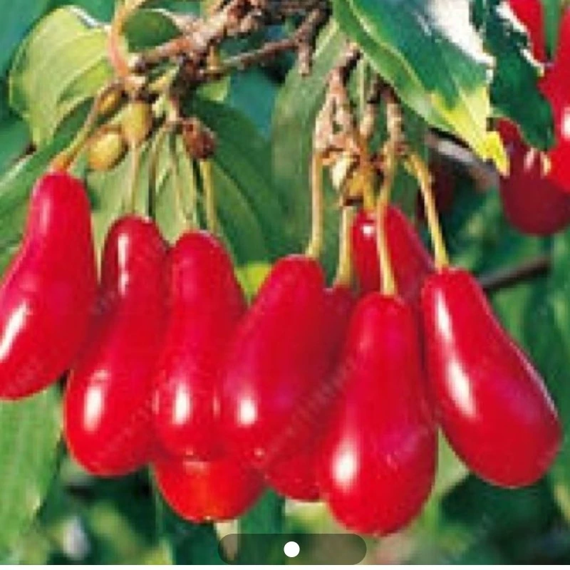 نهال زغال اخته کانادایی درشت