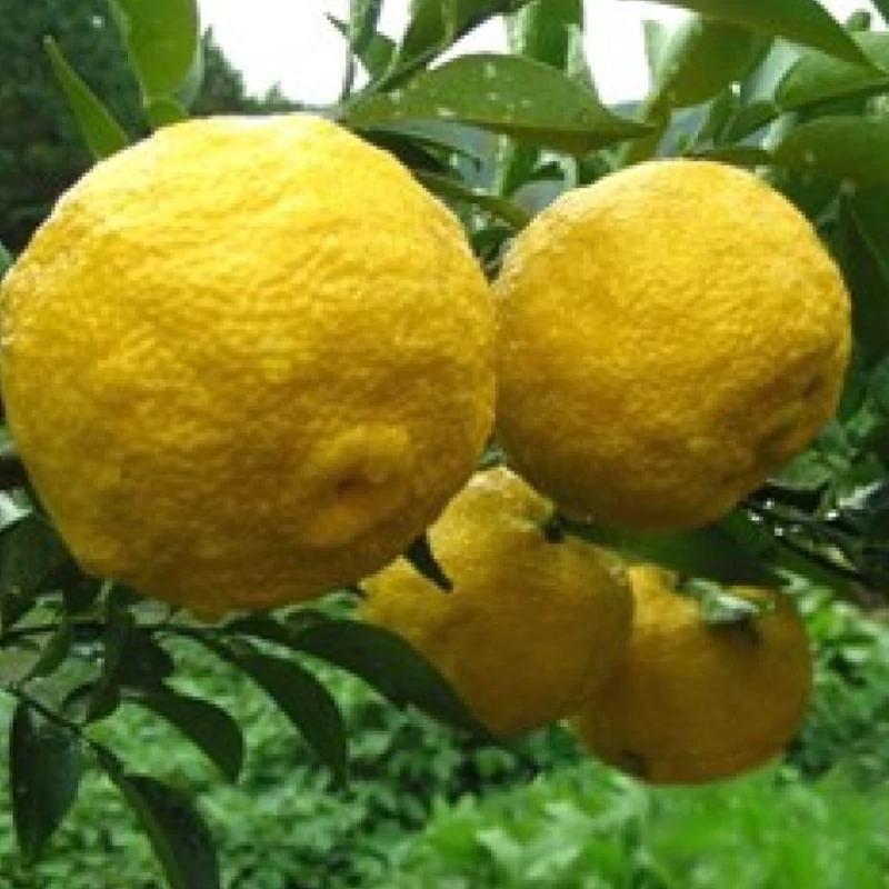 نهال نارنگی یوزو