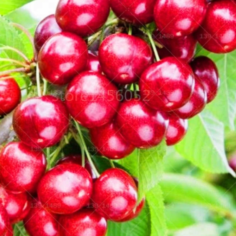 نهال گیلاس خوشه ای فرانسوی