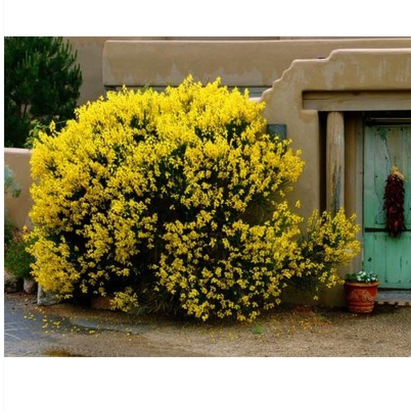 نهال گل طاووسی