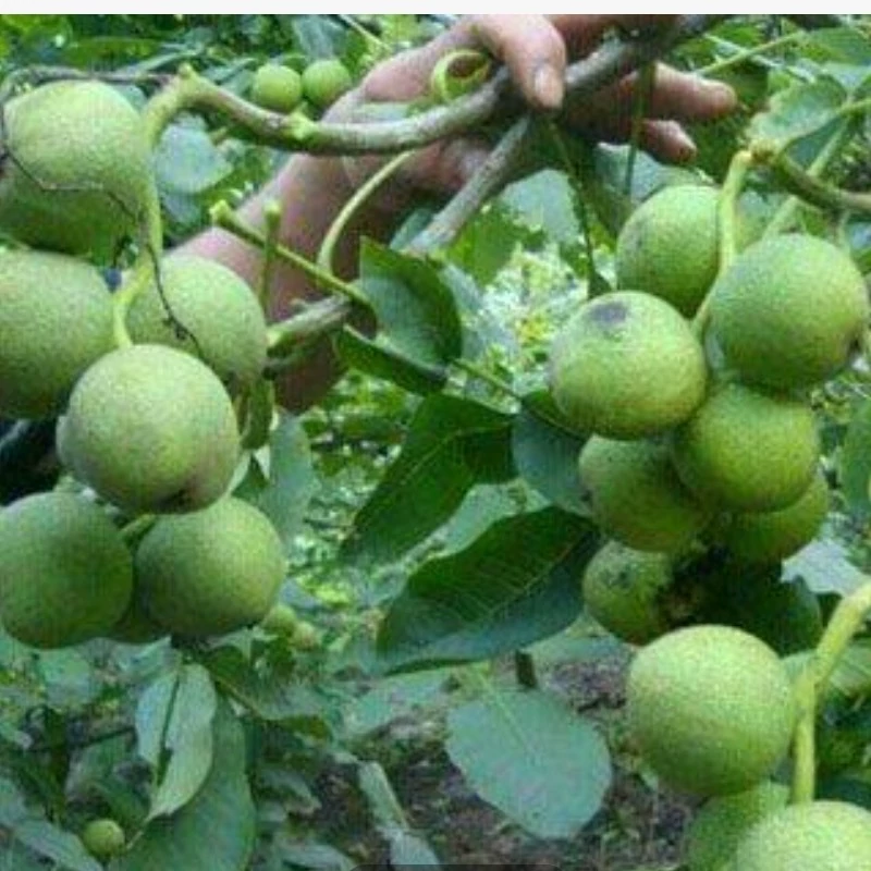 نهال گردو خوشه ای اسرائیلی دیرگل 3 ساله