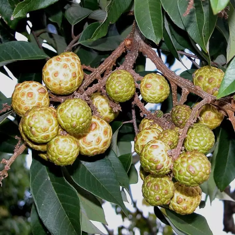 نهال آلوپاگ
