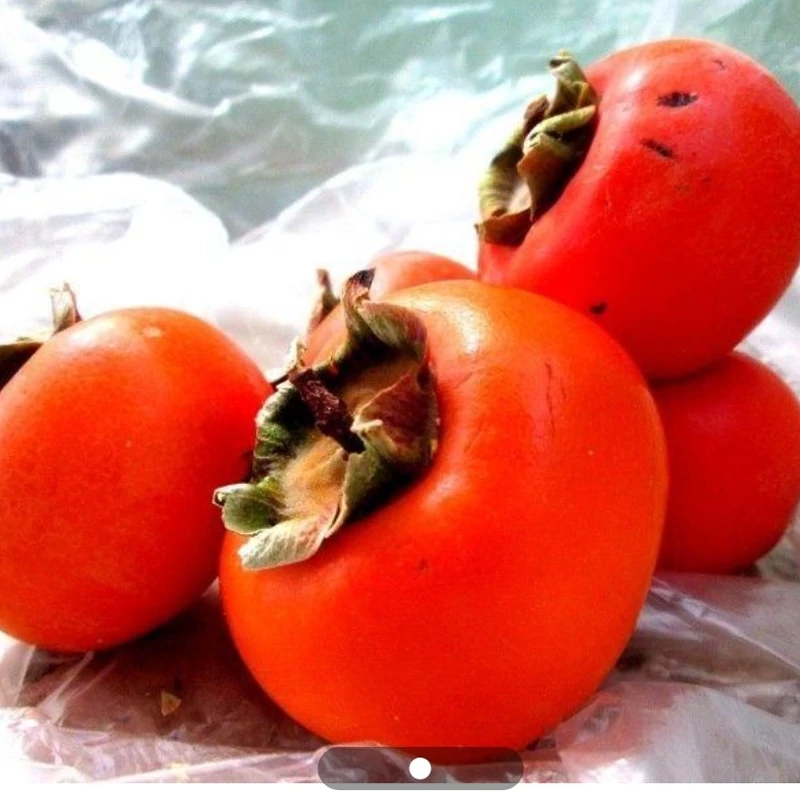 نهال خرمالو گوجه ای