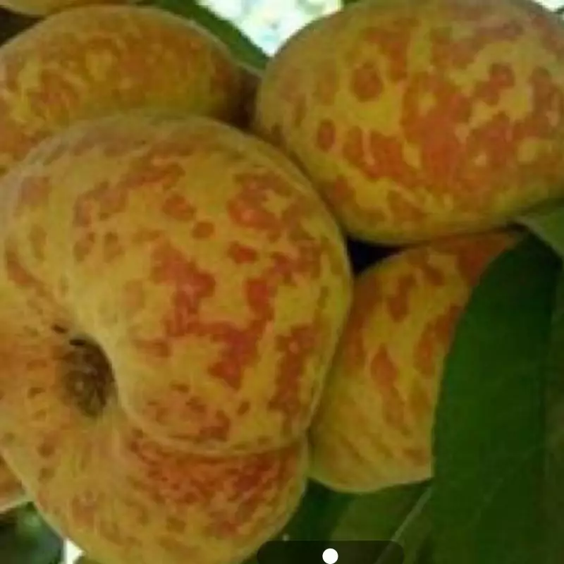 نهال هلو پلنگی