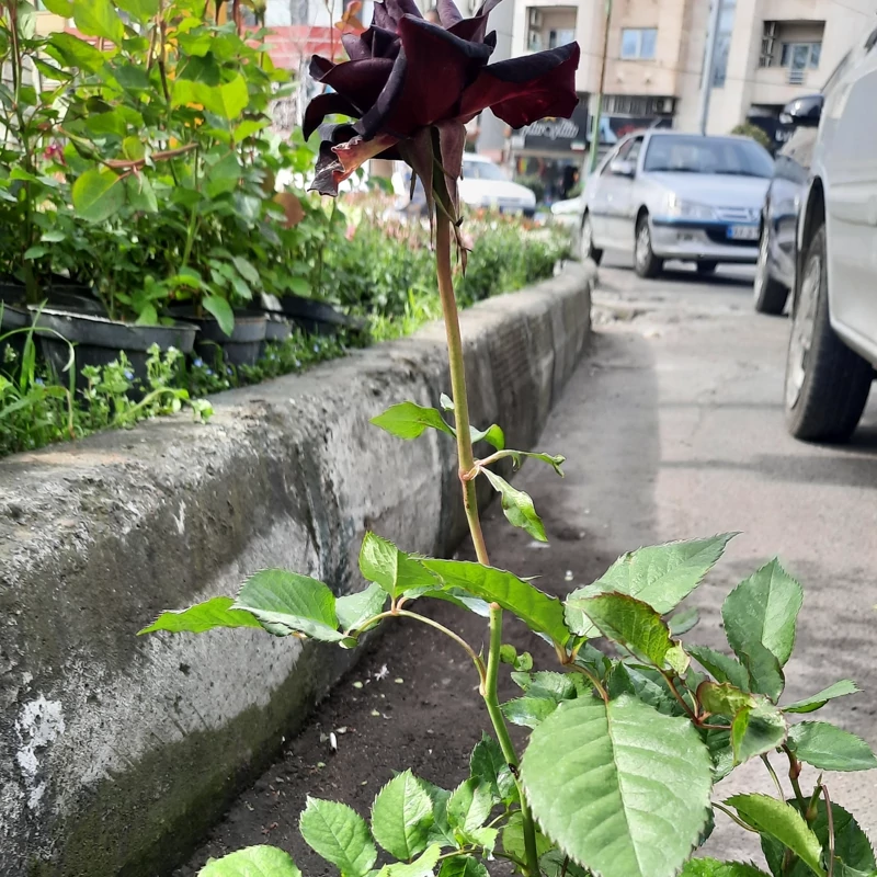نهال گل رز  مشکی هلندی وارداتی