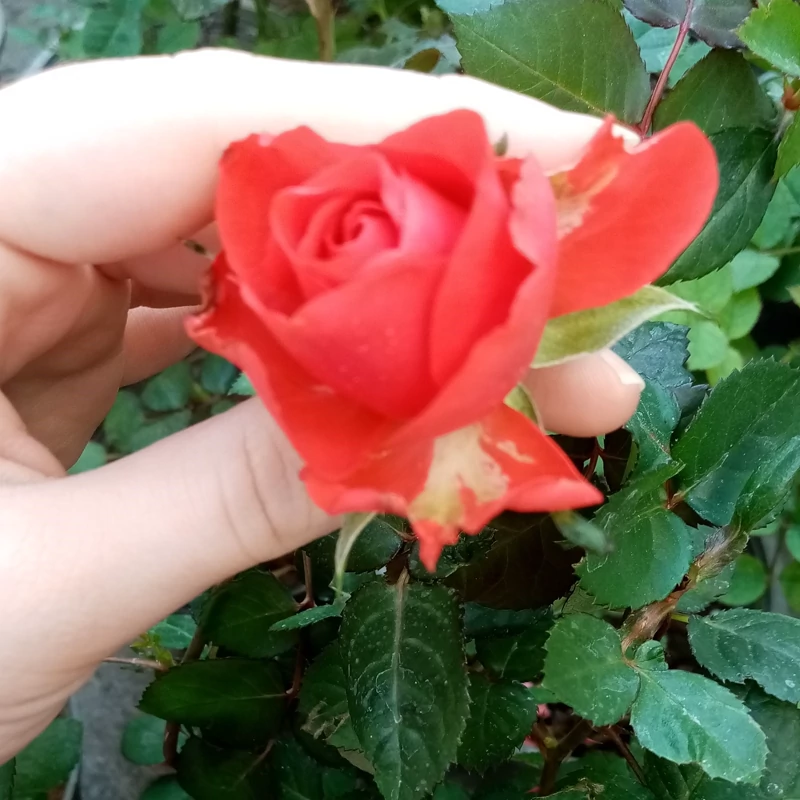 گل رز نارنجی  چینی
