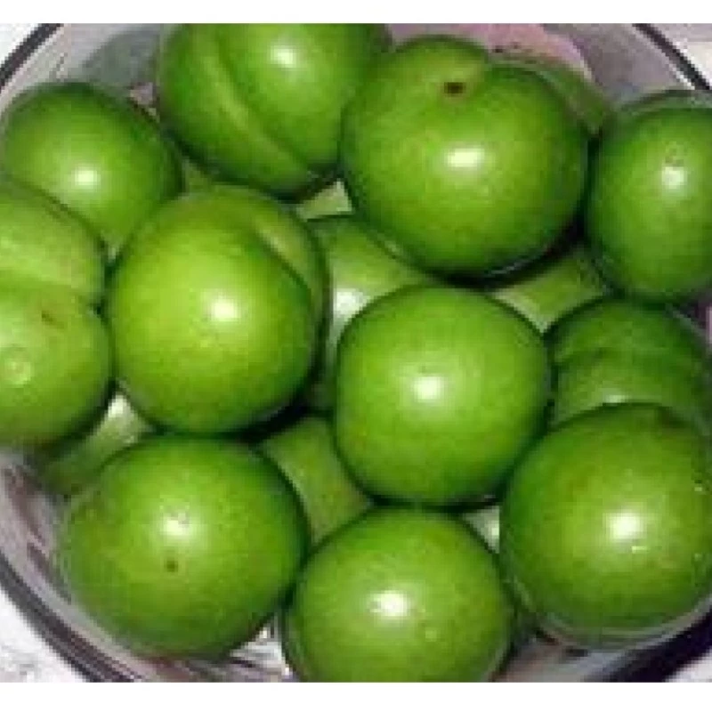 نهال آلوچه درشت