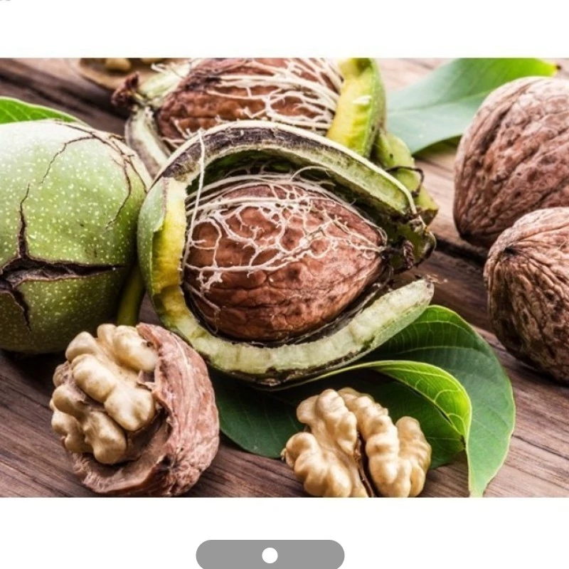 نهال گردو شیلی
