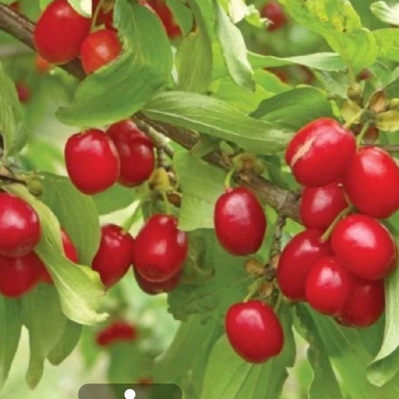 نهال زغال اخته ترکیه پایه رویشی